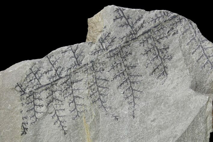 Pennsylvanian Fossil Flora Plate - Kentucky #142412
